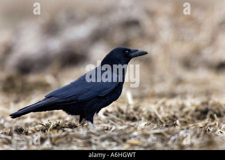 Corneille noire Corvus corone debout sur basse cour muck heap ashwell herts Banque D'Images