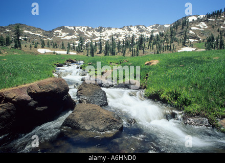 Boulder Creek est à la hâte une prairie de montagne au-dessus de l'Est Lac Boulder, Trinity Alpes Wilderness Area, California, USA Banque D'Images