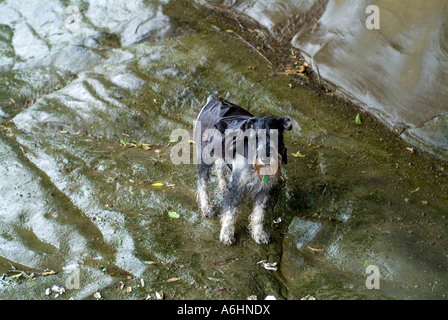 Un chien mâle schnauzer standard de 3 porte une peau d'huile toile imperméable sous la pluie Banque D'Images