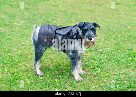 Un chien mâle schnauzer standard de 3 porte une peau d'huile toile imperméable sous la pluie Banque D'Images