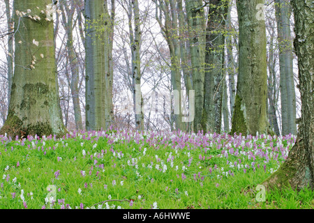 Forêt de printemps, corydalis Corydalis cava (bulbe) couvre la forêt sol Banque D'Images