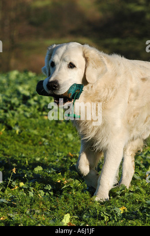 Golden Retriever dog récupérer un mannequin Banque D'Images