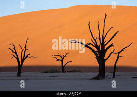 Les arbres morts, Deadvlei, Namibie Banque D'Images