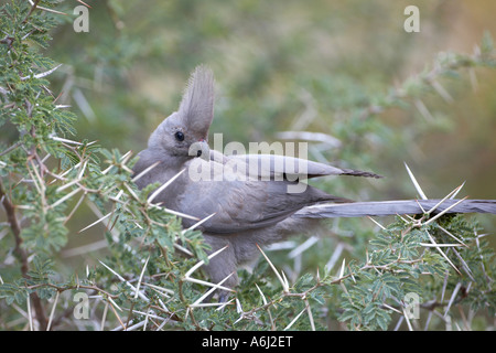 Ou Go-Away Lourie gris Oiseau (Corythaixoides concolor) Banque D'Images