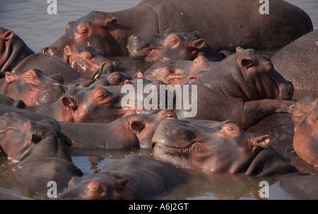 Une série d'hippopotames en appui sur l'autre (Hippopotamus amphibius) Banque D'Images