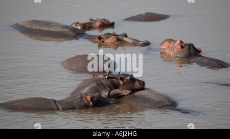 Veau d'hippopotame reposant sur les mères retour (Hippopotamus amphibius) Banque D'Images