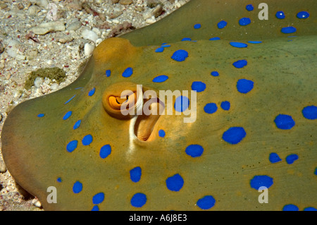 Blue Spotted Stingray (Taeniura lymma) dans le sud de la mer Rouge, Egypte Banque D'Images