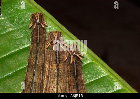 Les chenilles de papillon owl (Caligo sp.) sur des feuilles de banane, Honduras Banque D'Images