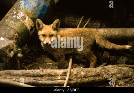 Red Fox cub urbain près de den à une plate-forme de la gare de Paddington à Londres, les renards urbains ont peu de peur des humains et se produire en g Banque D'Images