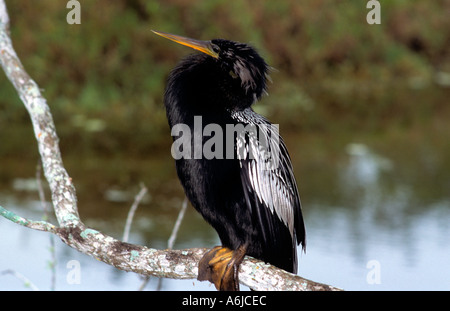 Anhinga assis sur un membre de l'arbre qui pèsent sur une voie d'eau dans l'ouest de la Floride Banque D'Images