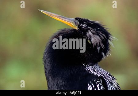 Libre Anhinga assis sur un membre de l'arbre qui pèsent sur une voie d'eau dans l'ouest de la Floride, à la Ding Darling Nature Preserve Banque D'Images