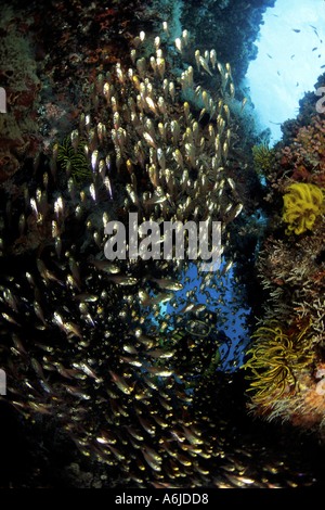 DIVER (MR) et balayeuses Parapriacanthus ransonneti l'Indonésie. Banque D'Images