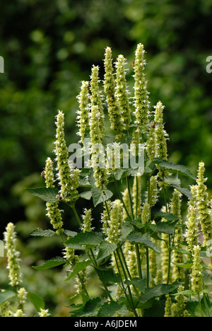 Coréen blanc neuf (Agastache rugosa f. albiflora), variété : l'albâtre, la floraison Banque D'Images