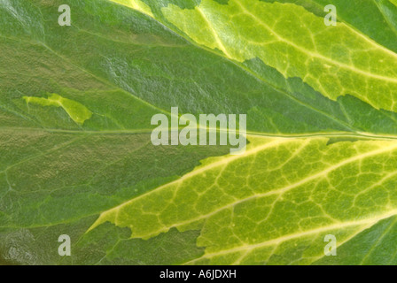 Lierre, le lierre (Hedera helix), close-up of leaf Banque D'Images