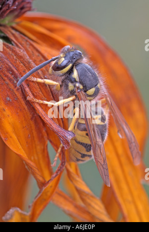 Paper wasp (Polistes nimpha) sur fleur Banque D'Images
