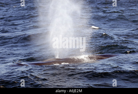 Rorqual commun (Balaenoptera physalus), brisant la surface tout en soufflant Banque D'Images