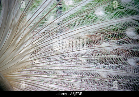 Close up white peacock feathers Banque D'Images