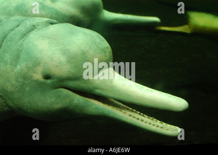 Amazon River Dolphin, Bouto, Boutu (Inia geoffrensis), portrait Banque D'Images