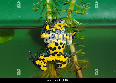 Crapaud à ventre jaune, Crapaud Yellowbelly, varié Fire Toad (Bombina variegata) sur le côté d'un aquarium Banque D'Images