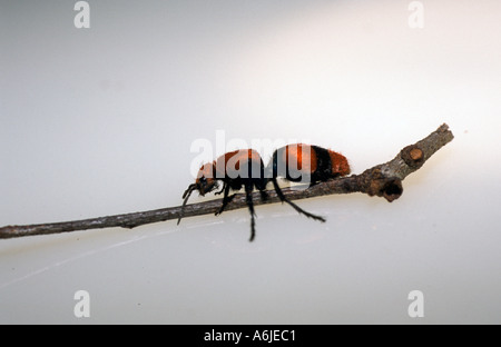 Ant de velours de la Floride qui est réellement une guêpe aptère appelé le tueur de vache Banque D'Images