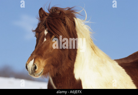 Cheval islandais (Equus caballus). Etalon Pinto, portrait Banque D'Images