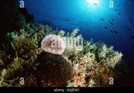 L'oursin violet, violet (oursin Sphaerechinus granularis), seul exemple sur un rocher dans la biocénose avec vue sur la mer animaux comme lea Banque D'Images