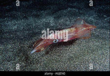 Calmar (Loligo vulgaris), piscine près de la mer de sable Sol, Espagne Banque D'Images
