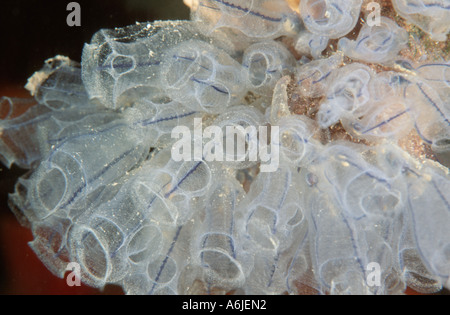 Lampe-mer (Clavelina lepadiformis squirt), Grèce Banque D'Images