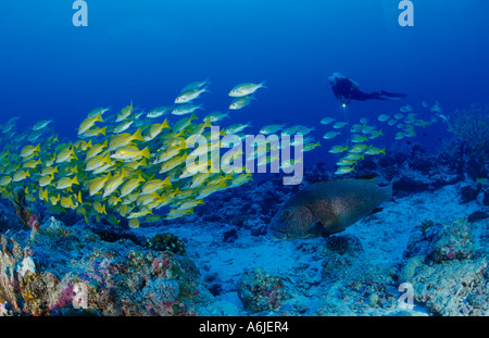 Scuba Diver avec banc de poissons, Plectorhinchus obscurus et Lutjanus kasmira, Giant gaterins et Blue-Striped Snapper Banque D'Images