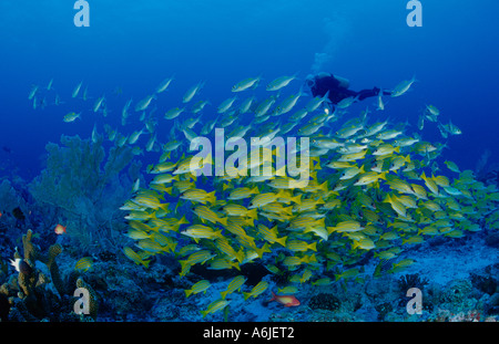 Scuba Diver avec banc de poissons, Snapper Lutjanus kasmira Blue-Striped Banque D'Images