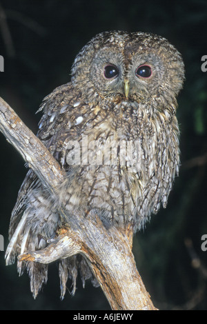 Tawny Owl (Strix Aluco enr), les jeunes perchés sur branch Banque D'Images