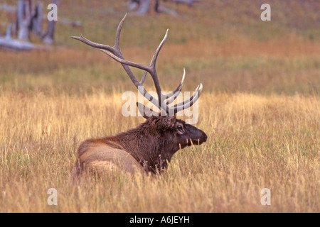 Le wapiti, Wapiti (Cervus elaphus nelsoni, Cervus canadensis), mâle au repos Banque D'Images