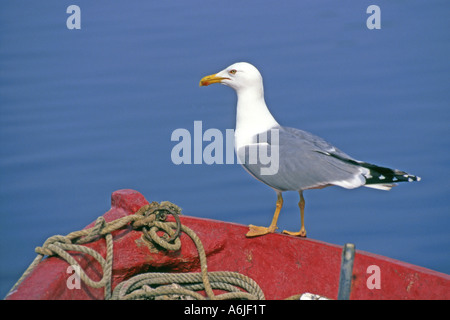 Goéland jaune, Caspian Gull (Larus cachinnans) debout sur le bateau Banque D'Images