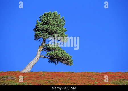 Pin (Pinus cembra), arbre solitaire au Timmelsjoch, Tyrol Banque D'Images