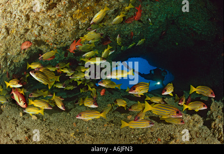 Scuba Diver en grotte avec banc de poissons, Snapper Lutjanus kasmira Blue-Striped Banque D'Images