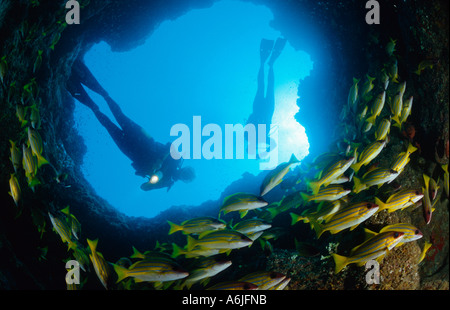 Deux scuba diver en grotte avec école de poisson à rayures bleu, Snapper Lutjanus kasmira Banque D'Images