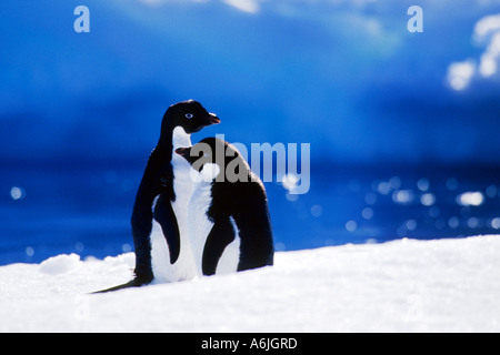 Manchot Adélie (Pygoscelis adeliae), deux animaux dans la neige, l'Antarctique Banque D'Images