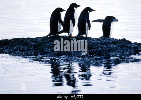 Manchot Adélie (Pygoscelis adeliae), groupe de quatre animaux allant de sauter dans l'eau d'un petit rock island, Antarctica Banque D'Images