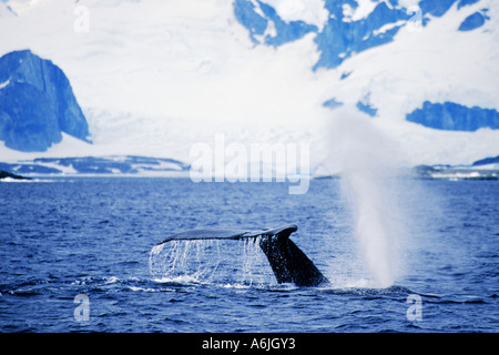 Baleine à bosse (Megaptera novaeangliae), seul animal plongée, en soufflant de l'air fontaine, Antarctique Banque D'Images