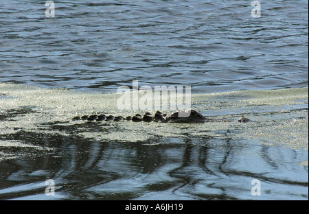 Un aligator tapi dans l'eau marécageuse en Caroline du Sud Banque D'Images