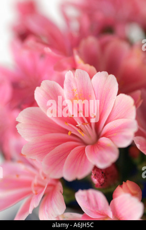 Lewisia cotyledon flower Banque D'Images