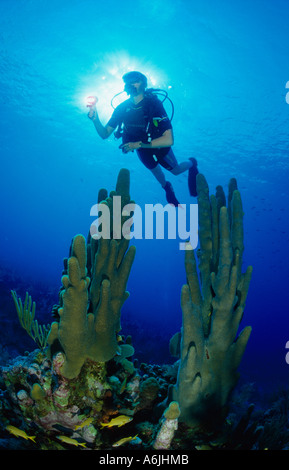 Plongée sous marine sur les récifs coralliens des Caraïbes colorés, Dendrogyra cylindrus Banque D'Images