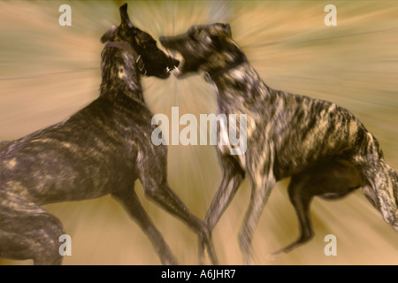 Deux chiens de combat de chiens Greyhound Banque D'Images