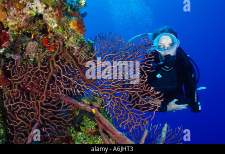 Plongée sous marine sur les récifs coralliens des Caraïbes colorés, Iciligorgia schrammi Banque D'Images