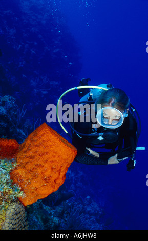 Plongée sous marine sur les récifs coralliens des Caraïbes colorés, éponge baril Banque D'Images