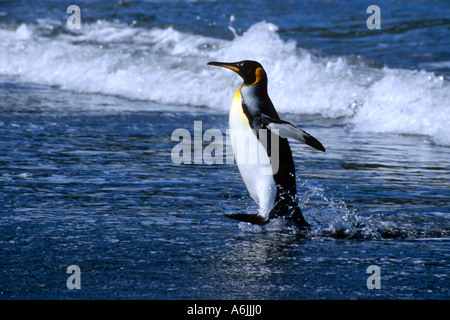 Manchot royal (Aptenodytes patagonicus), seul animal de quitter l'eau Banque D'Images