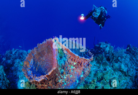 Plongée sous marine sur les récifs coralliens des Caraïbes colorés, Xestospongia muta Banque D'Images