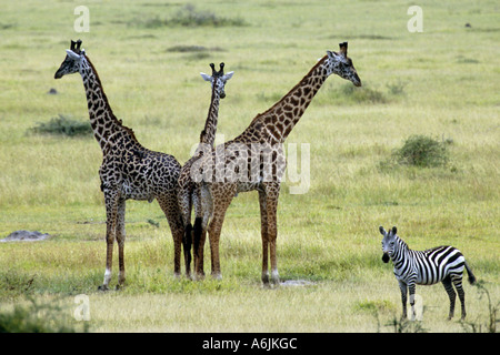 Les Masais Girafe (Giraffa camelopardalis tippelskirchi), trois girafes et zèbres debout dans une steppe, Tanzanie Banque D'Images