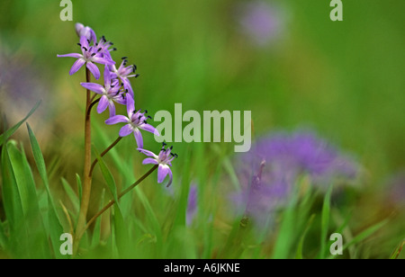 Twin-feuille (squill Scilla bifolia), inflorescence, Allemagne, Bade-Wurtemberg, vallée du Neckar Banque D'Images