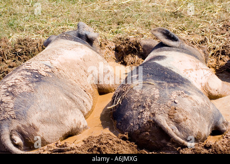 Deux porcs saddleback dormir dans la boue. Banque D'Images